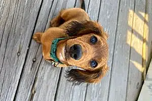 Name Dachshund Dog Oscar