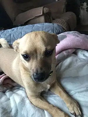Name Chihuahua Dog Corky