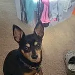 Dog, Dog breed, Carnivore, Ear, Fawn, Companion dog, Toy Dog, Snout, Dog Supply, Comfort, Paw, Canidae, Furry friends, Working Animal, Working Dog, Corgi-chihuahua, Non-sporting Group, Puppy