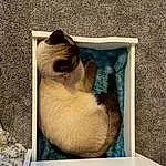 Cat, Siamese, Felidae, Carnivore, Small To Medium-sized Cats, Whiskers, Fawn, Rectangle, Wood, Snout, Window, Thai, Birman, Art, Furry friends, Visual Arts, Tail, Balinese, Terrestrial Animal