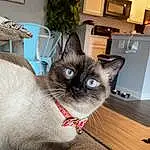 Cat, Plant, Siamese, Cabinetry, Carnivore, Felidae, Kitchen Appliance, Flowerpot, Grey, Houseplant, Fawn, Whiskers, Small To Medium-sized Cats, Picture Frame, Wood, Home Appliance, Snout, Thai, Hardwood
