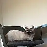 Cat, Furniture, Siamese, Carnivore, Comfort, Felidae, Small To Medium-sized Cats, Grey, Whiskers, Fawn, Tail, Room, Furry friends, Cat Supply, Balinese, Chair, Birman, Tonkinese, Thai