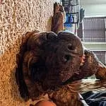 Working Animal, Dog breed, Carnivore, Toy, Terrestrial Animal, Snout, Liver, Agriculture, Soil, Furry friends, Companion dog, Window, Canidae, Pet Supply, Grass
