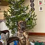 Christmas Tree, Dog, Plant, Green, Branch, Christmas Ornament, Wood, Interior Design, Carnivore, Woody Plant, Christmas Decoration, Holiday Ornament, Ornament, Living Room, Tree, Evergreen, Twig, Companion dog, Picture Frame, Event