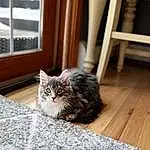 Cat, Window, Wood, Carnivore, Felidae, Grey, Small To Medium-sized Cats, Whiskers, Hardwood, Wood Stain, Comfort, Tail, Wood Flooring, Laminate Flooring, Domestic Short-haired Cat, Plank, Furry friends, Room