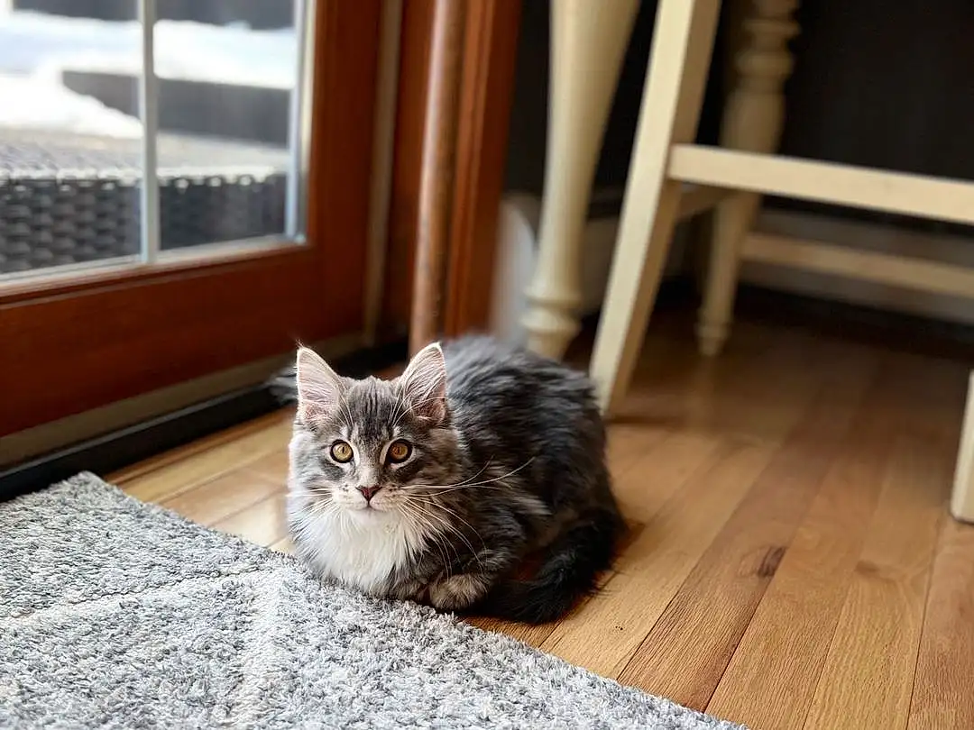 Cat, Window, Wood, Carnivore, Felidae, Grey, Small To Medium-sized Cats, Whiskers, Hardwood, Wood Stain, Comfort, Tail, Wood Flooring, Laminate Flooring, Domestic Short-haired Cat, Plank, Furry friends, Room