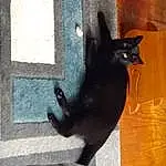 Cat, Felidae, Carnivore, Grey, Small To Medium-sized Cats, Bombay, Wood, Whiskers, Tints And Shades, Tail, Window, Black cats, Domestic Short-haired Cat, Terrestrial Animal, Road Surface, Metal, Pet Supply, Shadow, Furry friends