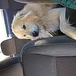 Dog, Dog breed, Carnivore, Companion dog, Fawn, Car, Car Seat Cover, Comfort, Car Seat, Auto Part, Snout, Vehicle, Family Car, Canidae, Head Restraint, Furry friends, Luxury Vehicle, Spitz, Sitting