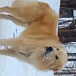 Dog breed, Carnivore, Snow, Fawn, Wood, Whiskers, Terrestrial Animal, Companion dog, Tail, Paw, Claw, Furry friends, Tree, Canidae, Winter, Twig