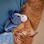 Felidae, Toy, Textile, Small To Medium-sized Cats, Whiskers, Comfort, Bed, Wood, Fawn, Cat, Snout, Stuffed Toy, Tail, Linens, Working Animal, Furry friends, Plush, Teddy Bear, Canidae
