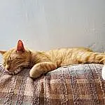 Brown, Cat, Felidae, Comfort, Carnivore, Textile, Small To Medium-sized Cats, Wood, Whiskers, Fawn, Tail, Snout, Linens, Terrestrial Animal, Furry friends, Domestic Short-haired Cat, Hardwood, Nap, Pattern