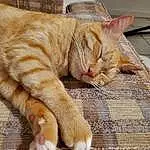 Cat, Felidae, Comfort, Carnivore, Small To Medium-sized Cats, Wood, Whiskers, Fawn, Tail, Snout, Foot, Terrestrial Animal, Paw, Domestic Short-haired Cat, Furry friends, Claw, Nap, Sitting, Wrinkle