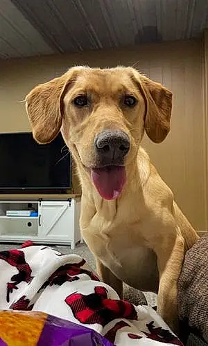 Name Labrador Retriever Dog Berkley