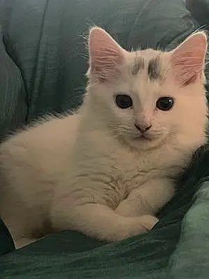 Siberian Cat Milo