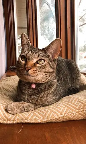 Name Egyptian Mau Cat Caroline