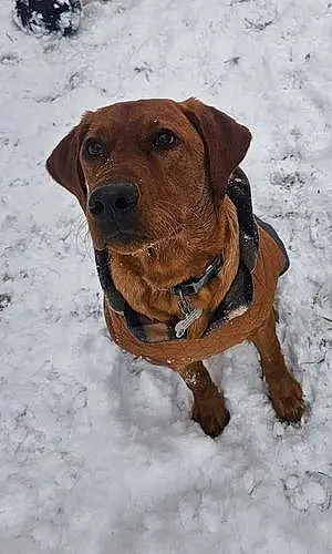 Name Labrador Retriever Dog Kylo
