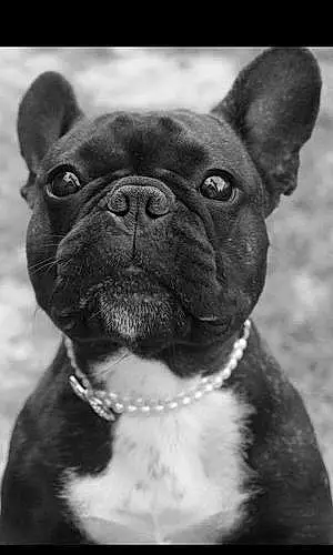 Name French Bulldog Dog Dee