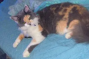 Name Ragdoll Cat Bonnie