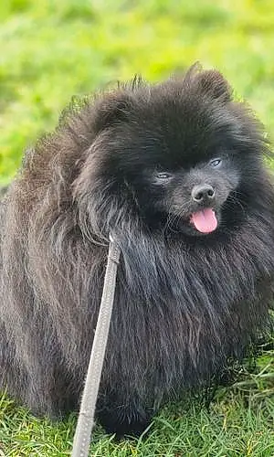 Name Pomeranian Dog Hagrid