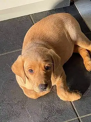 Name Labrador Retriever Dog Ruby