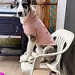 Dog, White, Collar, Carnivore, Dog Supply, Dog breed, Door, Working Animal, Pet Supply, Fawn, Companion dog, Dog Collar, Chair, Snout, Balloon, Canidae, Whiskers, Tail, Sitting
