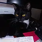 Cat, Black, Plant, Felidae, Carnivore, Small To Medium-sized Cats, Whiskers, Tail, Snout, Handwriting, Black cats, Computer Keyboard, Comfort, Furry friends, Domestic Short-haired Cat, Input Device, Peripheral, Table, Desk