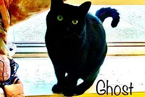 Name Bombay Cat Ghost
