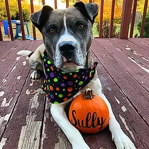 Halloween Dog Sully