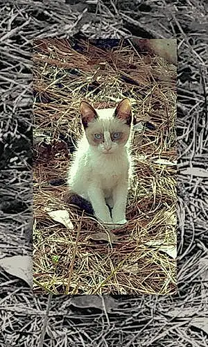 Name Siamese Cat Artemis