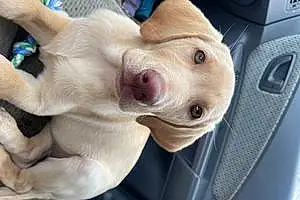 Name Labrador Retriever Dog Baylor