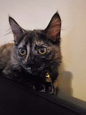 Name Cat Azula