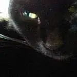 Cat, Black cats, Black, Whiskers, Snout, Domestic short-haired cat, Black Panther, Darkness