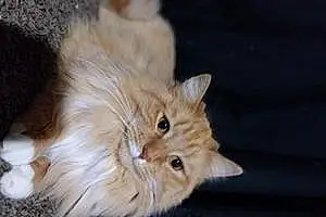 Name Maine Coon Cat Garfield