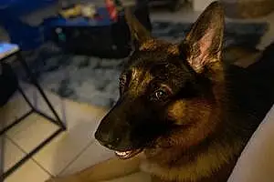 Name German Shepherd Dog Kai