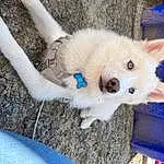 Dog, Eyes, Blue, Dog breed, Carnivore, Whiskers, Wheel, Fawn, Companion dog, Working Animal, Snout, Felidae, Tail, Furry friends, Spitz, Toy Dog, Electric Blue