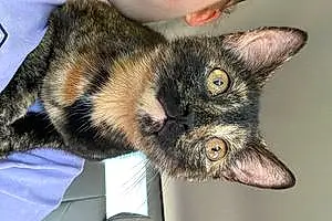 Name American Shorthair Cat Gypsy