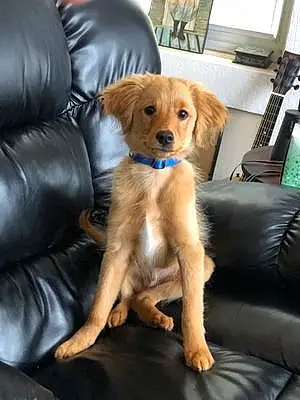 Name Golden Retriever Dog Boe