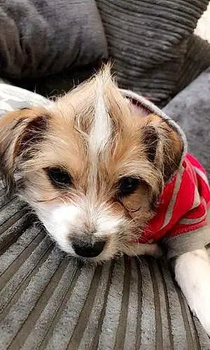 Name Jack Russell Dog Dex