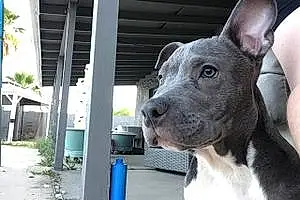 Name Pitt Bull Terrier Dog Gracie