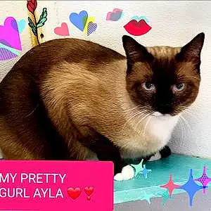 Name Other Pets Ayla