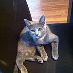 Cat, Small To Medium-sized Cats, Felidae, Korat, Whiskers, Chartreux, Carnivore, Domestic Short-haired Cat, Russian blue, British Shorthair, Kitten, Nebelung, European Shorthair, Fawn
