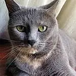 Cat, Small To Medium-sized Cats, Whiskers, Felidae, Carnivore, Domestic Short-haired Cat, British Shorthair, Korat, Russian blue, Chartreux, Nebelung, Snout, Asian dog, European Shorthair, British Semi-longhair