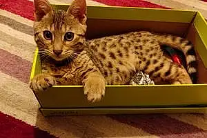 Name Bengal Cat Bryn