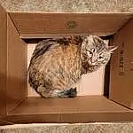 Brown, Eyes, Cat, Carnivore, Whiskers, Felidae, Small To Medium-sized Cats, Wood, Box, Domestic Short-haired Cat, Furry friends, Cardboard, Tail, Rectangle, Terrestrial Animal, Shipping Box, Paper Product