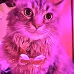 Cat, Felidae, Carnivore, Purple, Small To Medium-sized Cats, Plant, Pink, Whiskers, Violet, Magenta, Snout, Electric Blue, Furry friends, Event, Graphics, Art, Rectangle, Pattern