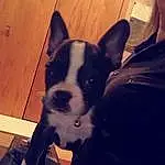 Dog, Cloud, Dog breed, Couch, Carnivore, Comfort, Working Animal, Wood, Whiskers, Fawn, Companion dog, Toy Dog, Snout, Happy, Boston Terrier, Selfie, Furry friends, Tail, Canidae