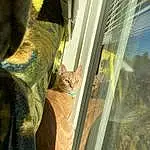 Window, Cat, Textile, Wood, Plant, Carnivore, Tints And Shades, Vehicle Door, Whiskers, Terrestrial Animal, Tail, Felidae, Tree, Small To Medium-sized Cats, Domestic Short-haired Cat, Glass, Windshield, Furry friends, Animal Shelter, Flowerpot