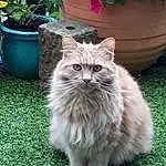 Cat, Whiskers, Fauna, Grass, Domestic long-haired cat, Domestic short-haired cat, British longhair, Norwegian Forest Cat, Snout, Tiffanie, Siberian, Plant, Kitten, Nebelung, Ragamuffin