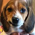Dog, Dog breed, Carnivore, Whiskers, Companion dog, Ear, Fawn, Snout, Liver, Furry friends, Canidae, Beaglier, Working Animal, Terrestrial Animal, Puppy, Scent Hound, Hound, Hunting Dog