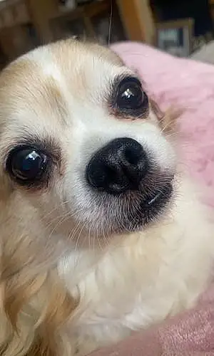 Name Chihuahua Dog Lady